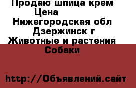 Продаю шпица крем › Цена ­ 35 000 - Нижегородская обл., Дзержинск г. Животные и растения » Собаки   